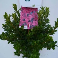 Japanse Azalea (Rhododendron 'Geisha Red') -Tuinplanten Winkel geisha red c2 zij