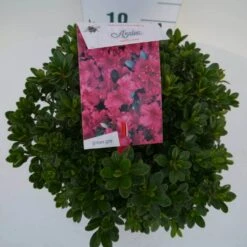 Japanse Azalea (Rhododendron 'Geisha Red') -Tuinplanten Winkel geisha red c4 boven