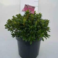 Japanse Azalea (Rhododendron 'Geisha Red') -Tuinplanten Winkel geisha red c4 voor