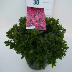Japanse Azalea (Rhododendron 'Geisha Red') -Tuinplanten Winkel geisha red c4 zij