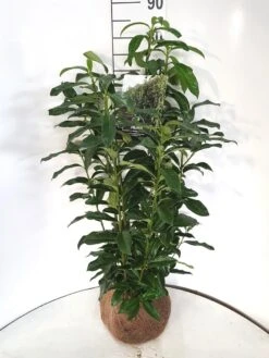 Laurier (Prunus Laurocerasus 'Genolia') -Tuinplanten Winkel genolia 60 80