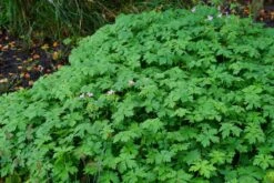 Ooievaarsbek (Geranium Endressii) -Tuinplanten Winkel geranium endressii lm02