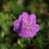 Ooievaarsbek (Geranium 'Blushing Turtle') -Tuinplanten Winkel geranium blushing turtle 1