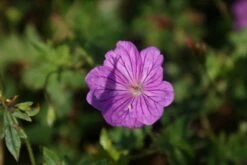 Ooievaarsbek (Geranium 'Blushing Turtle')