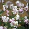Ooievaarsbek (Geranium Cantabrigiense 'Biokovo')