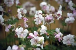Ooievaarsbek (Geranium Cantabrigiense 'Biokovo')