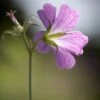 Ooievaarsbek (Geranium Endressii) -Tuinplanten Winkel geranium endressii