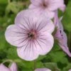 Ooievaarsbek (Geranium 'Joy') -Tuinplanten Winkel geranium joy