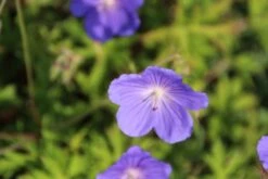 Ooievaarsbek (Geranium 'Orion') -Tuinplanten Winkel geranium orion 1