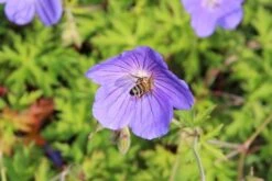 Ooievaarsbek (Geranium 'Orion') -Tuinplanten Winkel geranium orion 2