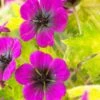 Ooievaarsbek (Geranium 'Sandrine') -Tuinplanten Winkel geranium sandrine