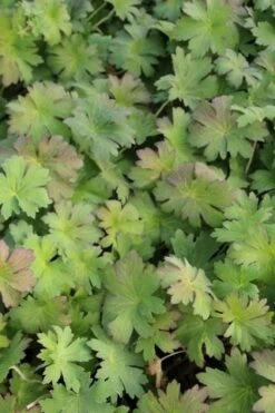 Ooievaarsbek (Geranium Wlassovianum) -Tuinplanten Winkel geranium wlassovianum 2