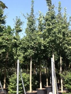 Japanse Notenboom (Ginkgo Biloba) -Tuinplanten Winkel gingko bilobo 25 30