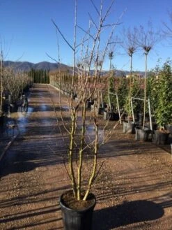 Japanse Notenboom, Meerstammig (Ginkgo Biloba) -Tuinplanten Winkel gingko bilobo meerstammig 200 250cm30