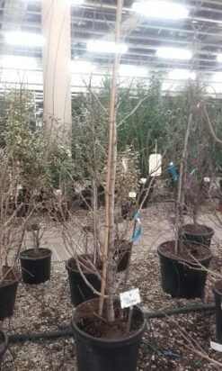 Japanse Notenboom (Ginkgo Biloba) -Tuinplanten Winkel ginkgo biloba