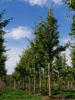 Grote Ginkgo (Ginkgo Biloba) -Tuinplanten Winkel ginkgo biloba s 20 25