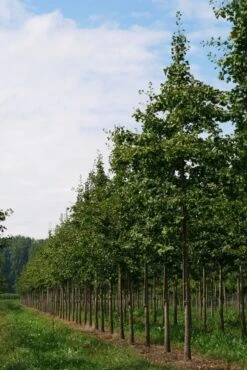 Grote Ginkgo (Ginkgo Biloba) -Tuinplanten Winkel ginkgo biloba s 25 30