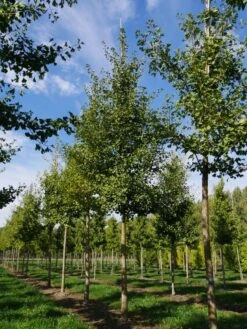 Grote Ginkgo (Ginkgo Biloba) -Tuinplanten Winkel ginkgo biloba s 30 35