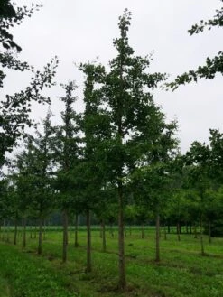 Grote Ginkgo (Ginkgo Biloba) -Tuinplanten Winkel ginkgo biloba s 35 40