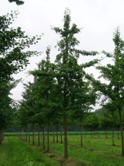 Grote Ginkgo (Ginkgo Biloba) -Tuinplanten Winkel ginkgo biloba s 40 45