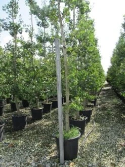 Japanse Notenboom (Ginkgo Biloba) -Tuinplanten Winkel ginkgo biloba