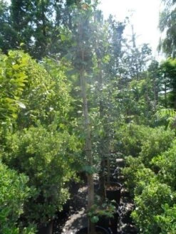 Japanse Notenboom (Ginkgo Biloba) -Tuinplanten Winkel ginkgo biloba 10 12 14 geveerd