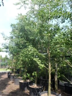 Japanse Notenboom (Ginkgo Biloba) -Tuinplanten Winkel ginkgo biloba 18 20 25 geveerd c130