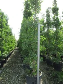 Japanse Notenboom (Ginkgo Biloba) -Tuinplanten Winkel ginkgo biloba 2