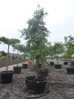 Japanse Notenboom (Ginkgo Biloba) -Tuinplanten Winkel ginkgo biloba 35 40 c500 geveerd