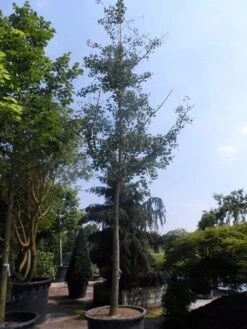 Japanse Notenboom (Ginkgo Biloba) -Tuinplanten Winkel ginkgo biloba 35 40ho cont