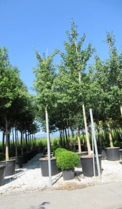 Japanse Notenboom (Ginkgo Biloba) -Tuinplanten Winkel ginkgo biloba 3