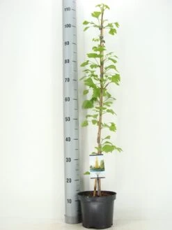 Japanse Notenboom Als Struik (Ginkgo Biloba) 11 Japanse Notenboom Als Struik (Ginkgo Biloba) -Tuinplanten Winkel ginkgo biloba 60 80 zomer c3 m 1