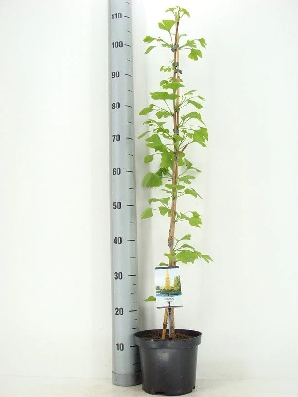 Japanse Notenboom Als Struik (Ginkgo Biloba) 7 Japanse Notenboom Als Struik (Ginkgo Biloba) - Afbeelding 5