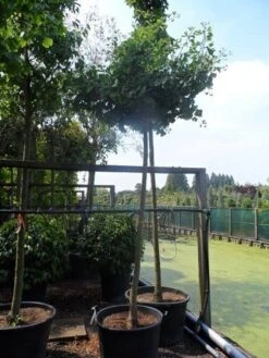 Japanse Notenboom (Ginkgo Biloba 'Horizontalis') 11 Japanse Notenboom (Ginkgo Biloba 'Horizontalis') -Tuinplanten Winkel ginkgo biloba horizontalis 18 20ho c130