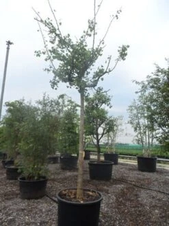 Japanse Notenboom (Ginkgo Biloba 'Horizontalis') 9 Japanse Notenboom (Ginkgo Biloba 'Horizontalis') -Tuinplanten Winkel ginkgo biloba horizontalis 25 30ho c300