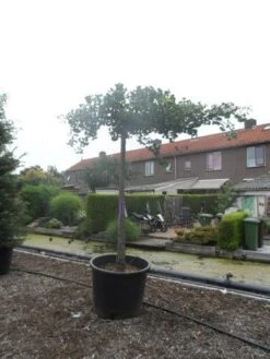 Japanse Notenboom (Ginkgo Biloba 'Horizontalis') 10 Japanse Notenboom (Ginkgo Biloba 'Horizontalis') -Tuinplanten Winkel ginkgo biloba horizontalis 25 30ho c350