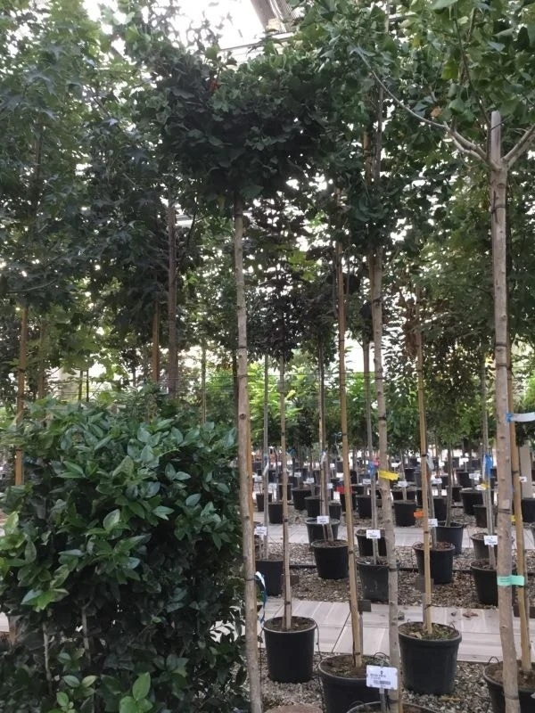 Japanse Notenboom (Ginkgo Biloba 'Mariken') 4 Japanse Notenboom (Ginkgo Biloba 'Mariken') - Afbeelding 2