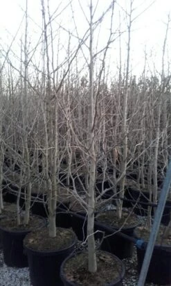 Japanse Notenboom, Meerstammig (Ginkgo Biloba) -Tuinplanten Winkel ginkgo biloba meerstammig