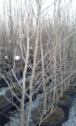 Japanse Notenboom, Meerstammig (Ginkgo Biloba) -Tuinplanten Winkel ginkgo biloba meerstammig 2