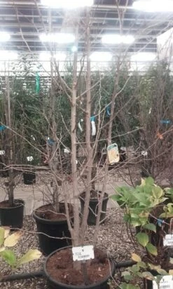 Japanse Notenboom, Meerstammig (Ginkgo Biloba) -Tuinplanten Winkel ginkgo biloba meerstammig 5