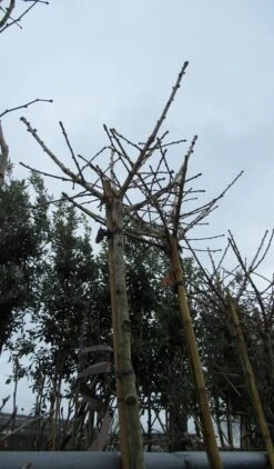 Japanse Notenboom (Ginkgo Biloba 'Mariken') 10 Japanse Notenboom (Ginkgo Biloba 'Mariken') -Tuinplanten Winkel ginkgo mariken