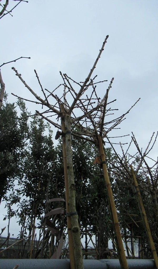 Japanse Notenboom (Ginkgo Biloba 'Mariken') 6 Japanse Notenboom (Ginkgo Biloba 'Mariken') - Afbeelding 4