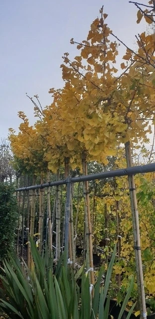 Japanse Notenboom (Ginkgo Biloba 'Mariken') 5 Japanse Notenboom (Ginkgo Biloba 'Mariken') - Afbeelding 3