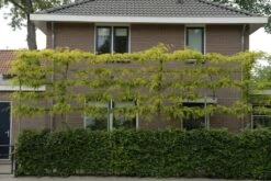 Valse Christusdoorn Als Leiboom (Gleditsia Triacanthos 'Sunburst')