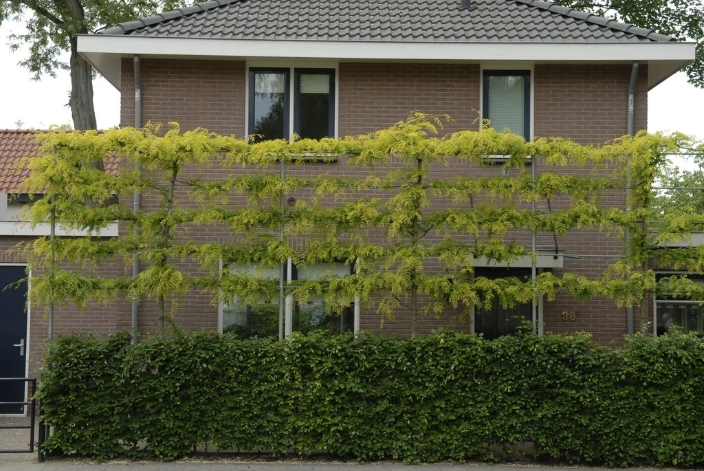 Valse Christusdoorn Als Leiboom (Gleditsia Triacanthos 'Sunburst') 3 Valse Christusdoorn Als Leiboom (Gleditsia Triacanthos 'Sunburst')
