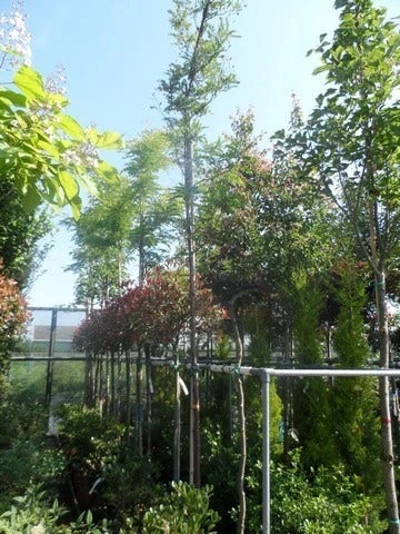 Geelbladige Christusdoorn (Gleditsia Triacanthos 'Sunburst') 15 Geelbladige Christusdoorn (Gleditsia Triacanthos 'Sunburst') - Afbeelding 13