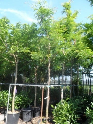 Geelbladige Christusdoorn (Gleditsia Triacanthos 'Sunburst') 13 Geelbladige Christusdoorn (Gleditsia Triacanthos 'Sunburst') - Afbeelding 11