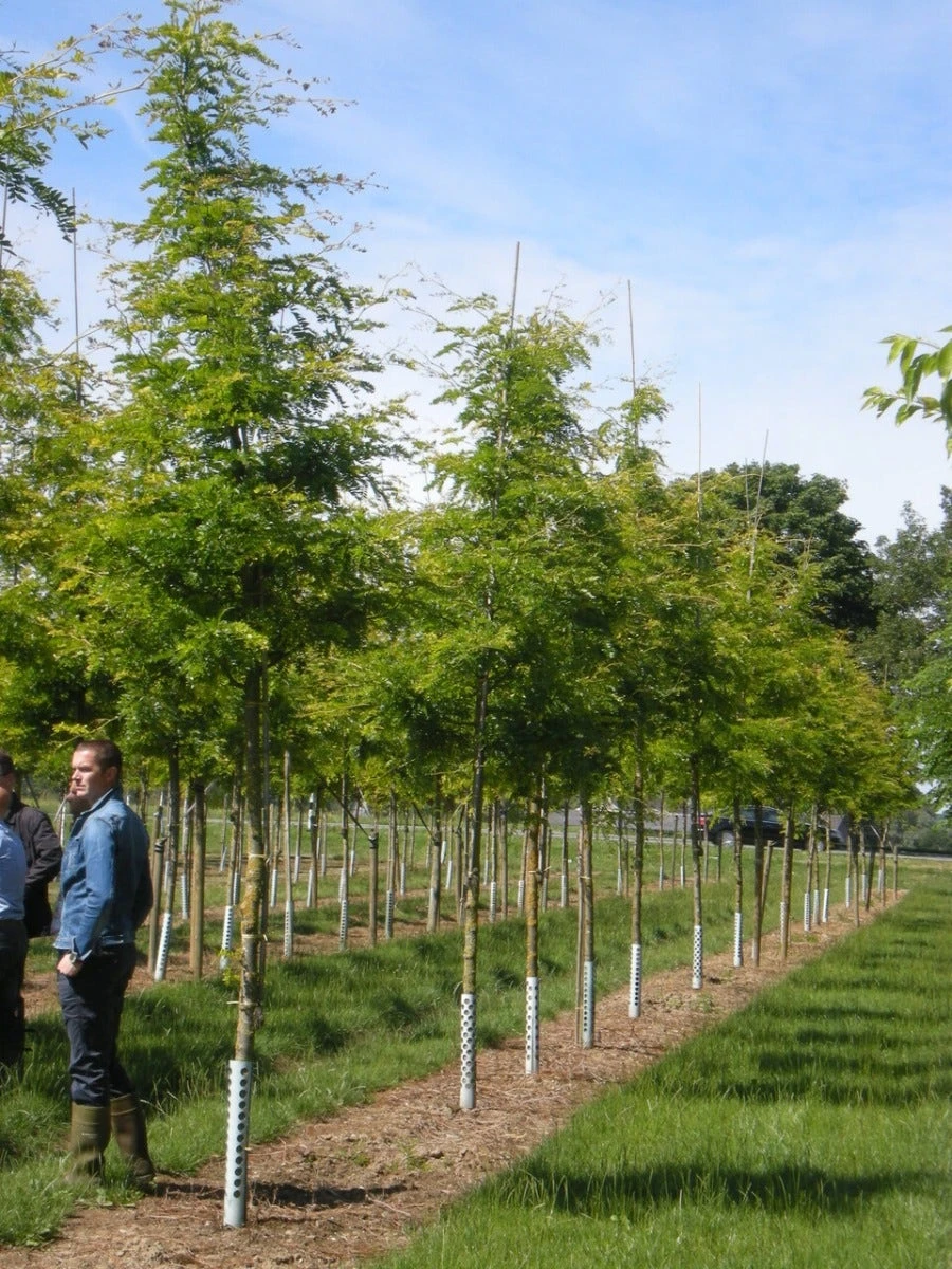 Grote Gleditsia (Gleditsia Triacanthos 'Sunburst') 4 Grote Gleditsia (Gleditsia Triacanthos 'Sunburst') - Afbeelding 2