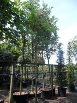 Geelbladige Christusdoorn (Gleditsia Triacanthos 'Sunburst') 25 Geelbladige Christusdoorn (Gleditsia Triacanthos 'Sunburst') -Tuinplanten Winkel gleditsia triacanthos sunburst 18 20ho c160