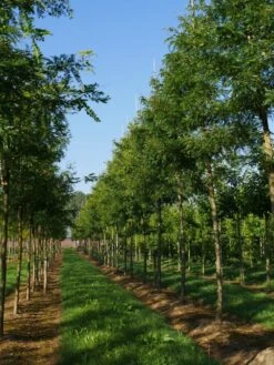 Grote Gleditsia (Gleditsia Triacanthos 'Sunburst') 10 Grote Gleditsia (Gleditsia Triacanthos 'Sunburst') -Tuinplanten Winkel gleditsia triacanthos sunburst 20 25